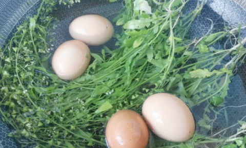 三月三吃荠菜煮鸡蛋有什么作用
