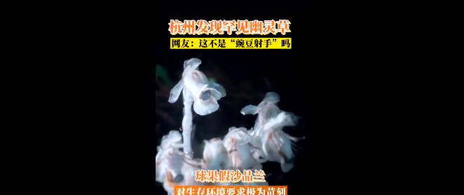 杭州发现罕见幽灵草是怎么回事