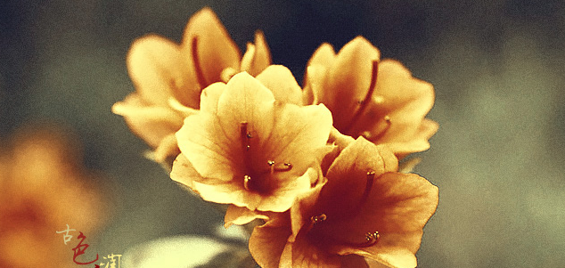 ps金色古韵色彩怎么做_ps给花朵打造金色古韵色彩效果方法分享